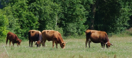 Kühe auf der Weide